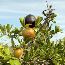 Image result for Diospyros