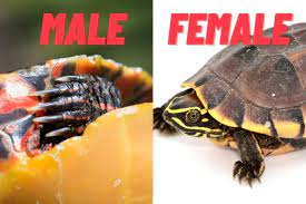 How Can You Tell If A Turtle Is Male Or Female? – The Turtle Hub
