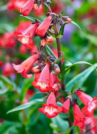 Flowers have a spicy sweet fragrance. Plants With Red Flowers Foliage Garden Gate