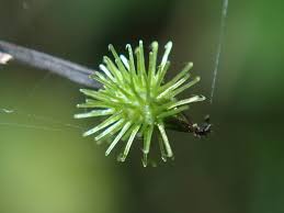 Image result for Pseudechinolaena polystachya