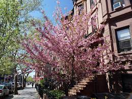 A [big, beautiful] Tree Grows in Brooklyn [if you're wealthy] | by Walker  Harrison | perplex.city
