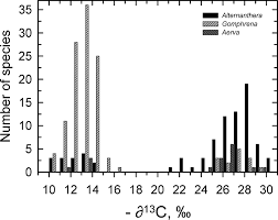 Image result for Celosia stuhlmanniana