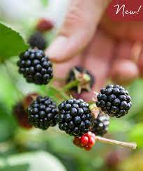 Developed by the usda to resist rosette disease and thrive in heat. Sweetie Pie Blackberry Bower Branch