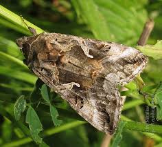 Image result for Autographa gamma