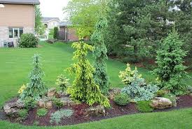 Garden Island Bed Inspiring Ideas Evergreen Landscape Front Yard Evergreen Landscape Conifers Garden