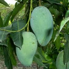 Nah, buah mangga di bukan hanya mangga arumanis yang terkenal akan rasanya yang manis dan lezat, karena 10 jenis dan macam buah mangga ini juga nggak kalah enak lho! Bibit Mangga Harum Manis Madu 2 Pcs Shopee Indonesia