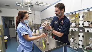Maybe you would like to learn more about one of these? The Accidental Companion Animal Practice In Singapore Clinician S Brief