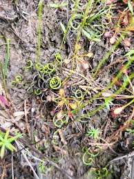 Image result for Schizaea