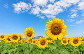 A collection of the top 63 sunflower field wallpapers and backgrounds available for download for free. 7 000 Sunflower Field Pictures
