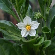 Image result for Solanum sp.no.2