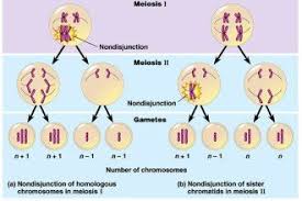 Meiosis Stages Animation 4 Meiosis Cell Division Animation In Cell Category Meiosis Cell Division Science Biology