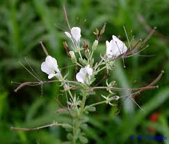 Image result for Cleome macrophylla