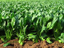 ほうれん草の栽培 育て方のポイントや種まきの方法は Horti ホルティ By Greensnap