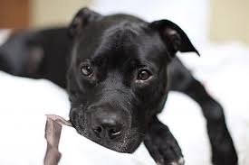 Top 10 Most Dangerous Dog Breeds In The World Page 10 Of 10 Trending Post Pitbulls Pitbull Dog Black Pitbull Puppies