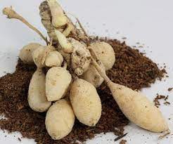 Nasi putih adalah makanan pokok yang cocok dengan apa saja: Cara Mengolah Kunyit Putih Sebagai Obat Herbal