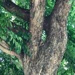 Image result for Pterocarpus rotundifolius