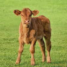 Jul 29, 2019 · how much protein, fat and fiber are in the milk replacer? Feeding Calves How And When To Use Milk Replacer