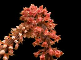 Image result for Oberonia disticha