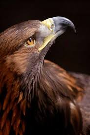 Detty Ruya Tabirleri 2020 Guzel Kuslar Yirtici Kuslar Eagles