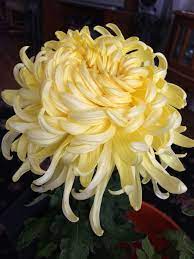 Shirley Primrose Grown And Photographed By Pat Stockett Johnston Chrysanthemum Flower Amazing Flowers Beautiful Flowers