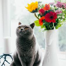 What's the cheapest way to send flowers abroad? Need To Send Flowers To Someone On Cat Island Yes We Can Durocher Florist