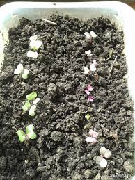 во саду ли в огороде юлия миняева посадка чеснока Minyaeva Yuliya Vo Sadu Li V Ogorode Rassada Ogurcov Prakard