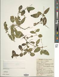 Image result for Justicia anselliana