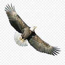 Dengan cepat dan langsung secara online. Gambar Burung Cililinformat Png 100 Ide Cendrawasih Papua Burung Burung Cantik Lukisan Download Vector Motif Batik Vector Format Cdr Png Hd Alona Severs