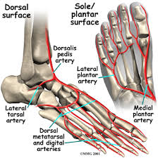 During a human stride, the achilles (calcaneal) tendon stretches as the ankle joint undergoes dorsiflexion. A Patient S Guide To Foot Anatomy 2020 Orthonorcal Los Gatos Capitola Morgan Hill Watsonville Ca