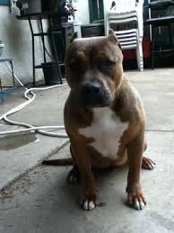 Remaining 50% due on pick up. Abkc Ukc Tri Bully For Sale In Ontario California Classified Americanlisted Com