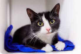 Also, many cats available for adoption have information that was gathered from their previous owner on their personality and also whether they lived and got along with. Available Cats Kittens Seattle Area Feline Rescue
