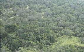 Hutan hujan tropika di semenanjung malaysia adalah merupakan salah satu ekosistem yang sangat kompleks di dunia. Hutan Hujan Tropika Wikipedia Bahasa Melayu Ensiklopedia Bebas