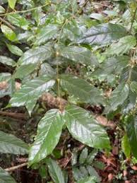 Image result for Keetia gueinzii