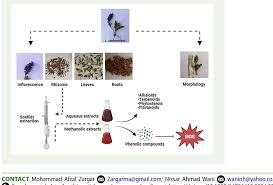 Image result for Mohria lepigera