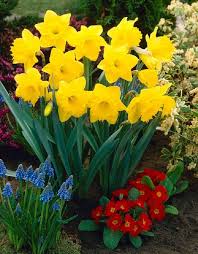 5 Yellow Daffodil Mix Bulbs Garden Hardy Perennial Fall Narcissus Bee Spring Flower Bloom Landscape Flower Landscape Bulb Flowers Hardy Perennials
