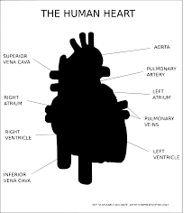 Free Free Heart Anatomy Svg 149 SVG PNG EPS DXF File