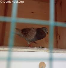Makanan burung dara biar cepat bertelur. Agar Merpati Mengetahui Kandang Atau Rumah Barunya Dunia Hobi