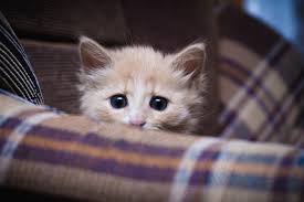 I now shut my cat in another room at. Why Do Cats Follow Us To The Bathroom Meowingtons