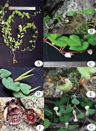 Image result for Ceropegia achtenii