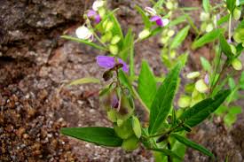 Image result for Polygala persicariifolia