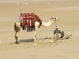 Strain at a gnat, and swallow a camel. Camels In The Bible Evangelical Focus