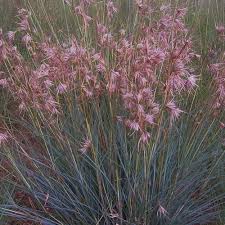 Image result for Themeda