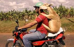 If you are looking for the latest eid mubarak messages in english, here is the best collection of bakrid messages to share with your loved ones. Funny Bakra Eid Ul Adha Sms Messages Quotes Wishes Greetings