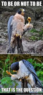 To Be Or Not To Be That Is The Question Meme To Be Or Not To Be That S The Question Funny Animals Funny Animal Memes Animal Captions