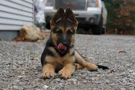 Black And Tan Puppies German Shepherd Akc German Shepherd Female Black And Tan Puppy German Shepherd Puppies German Shepherd Dogs