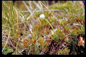 Image result for Eriocaulon abyssinicum