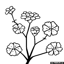 Gypsophila Flower Baby S Breath Coloring Page Flower Drawing Flower Coloring Pages Gypsophila Flower