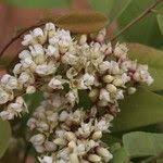 Image result for Dalbergia boehmii