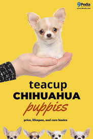 Covers health, diet, behavior, training and much more. Teacup Chihuahua Puppies Price Lifespan And Care Basics