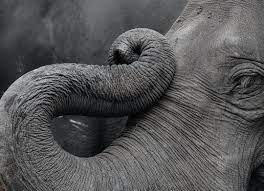 Oct 17, 2019 · the elephant trunk is phenomenally powerful and grows up to 2 meters in length, weighing a whopping 140 kilograms. How Elephant Trunks Twist And Twirl Biological Strategy Asknature